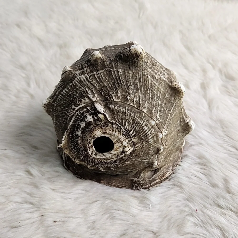 Brown & Beige Striped Helmet Conch Sea Shell 6.5